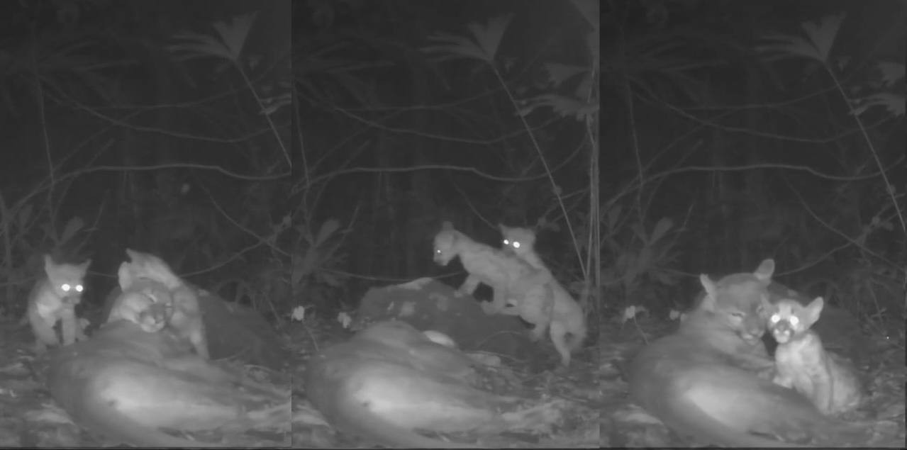 Puma Mother and Cub spotted in our Generation Forest